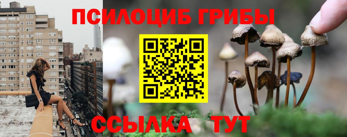 Галлюциногенные грибы Psilocybine cubensis Дербент